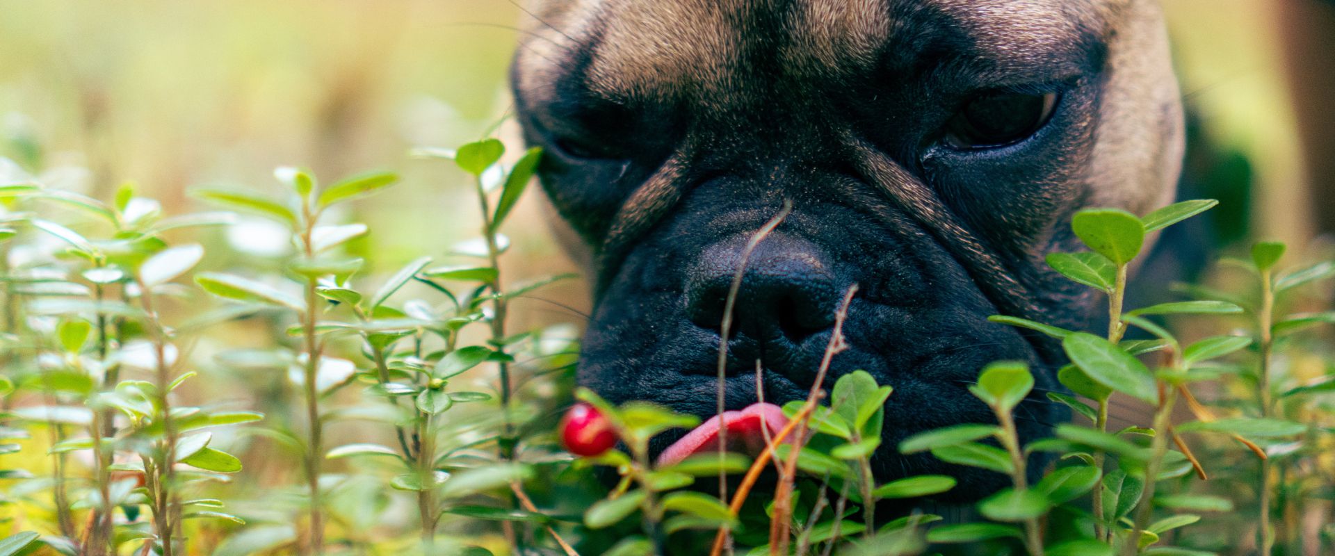 Dogs and hotsell cranberry juice